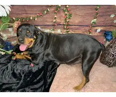 Litter of 8 German Rottweiler puppies for sale - 5