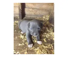 2 blue pitbull puppies needing new home