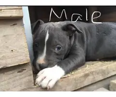 2 blue pitbull puppies needing new home - 2