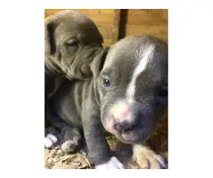 2 blue pitbull puppies needing new home - 4