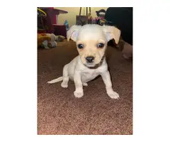1 boy Chihuahua puppy left - 1