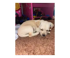 1 boy Chihuahua puppy left - 2