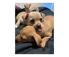 1 boy Chihuahua puppy left - 3