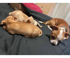 1 boy Chihuahua puppy left - 4