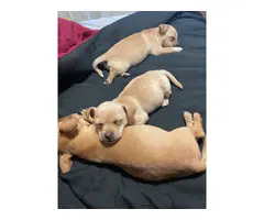 1 boy Chihuahua puppy left - 6