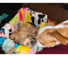 1 boy Chihuahua puppy left - 7