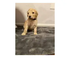 Litter of 9 Goldendoodle Puppies