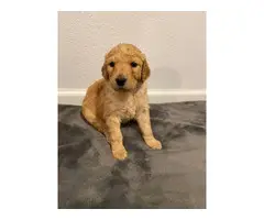 Litter of 9 Goldendoodle Puppies - 2