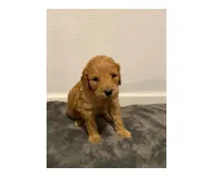 Litter of 9 Goldendoodle Puppies - 7