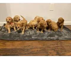Litter of 9 Goldendoodle Puppies - 9