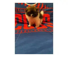 2 Pomeranian Puppies for sale - 3