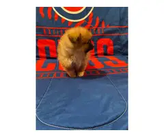 2 Pomeranian Puppies for sale - 4