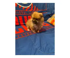 2 Pomeranian Puppies for sale - 5