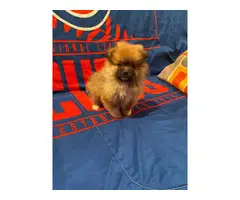2 Pomeranian Puppies for sale - 6