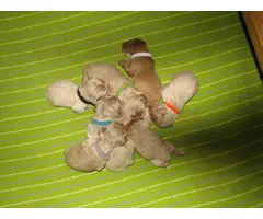 3 AKC registered male Cocker Spaniel puppies