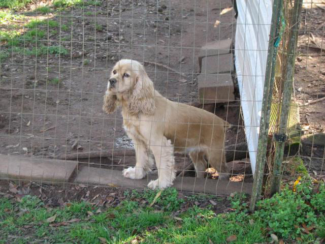 3 Akc Registered Male Cocker Spaniel Puppies In Montgomery Alabama Puppies For Sale Near Me