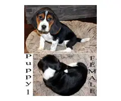 1 male and 3 female Beagle puppies for sale - 2