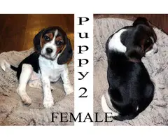 1 male and 3 female Beagle puppies for sale - 3