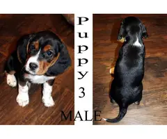 1 male and 3 female Beagle puppies for sale - 4