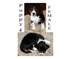 1 male and 3 female Beagle puppies for sale - 5