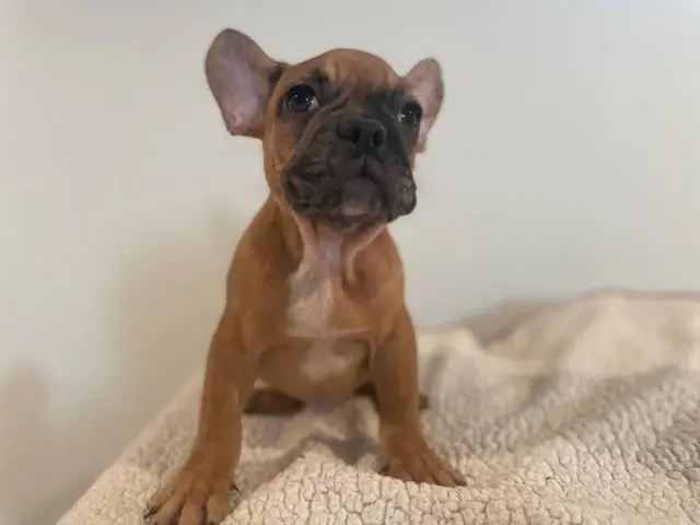 5 Frenchie puppies for sale - 1/11