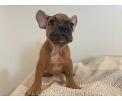5 Frenchie puppies for sale - 1