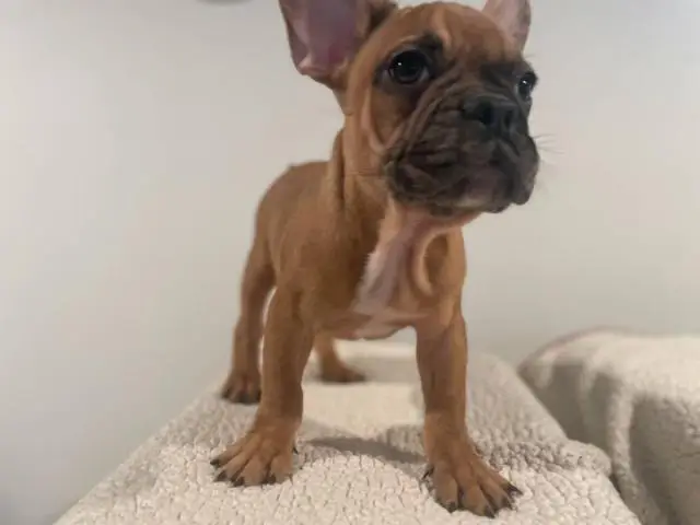 5 Frenchie puppies for sale - 2/11