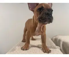 5 Frenchie puppies for sale - 2