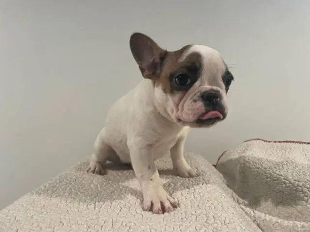 5 Frenchie puppies for sale - 3/11
