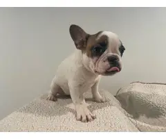 5 Frenchie puppies for sale - 3