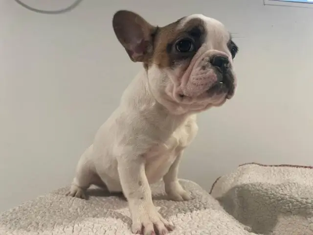 5 Frenchie puppies for sale - 4/11