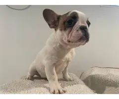 5 Frenchie puppies for sale - 4