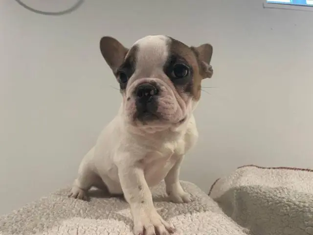 5 Frenchie puppies for sale - 5/11