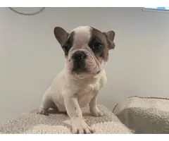 5 Frenchie puppies for sale - 5