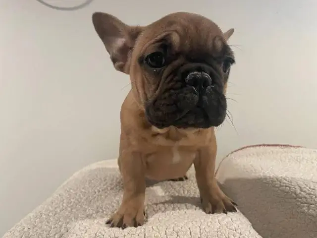 5 Frenchie puppies for sale - 6/11