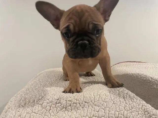 5 Frenchie puppies for sale - 7/11