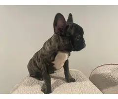 5 Frenchie puppies for sale - 8