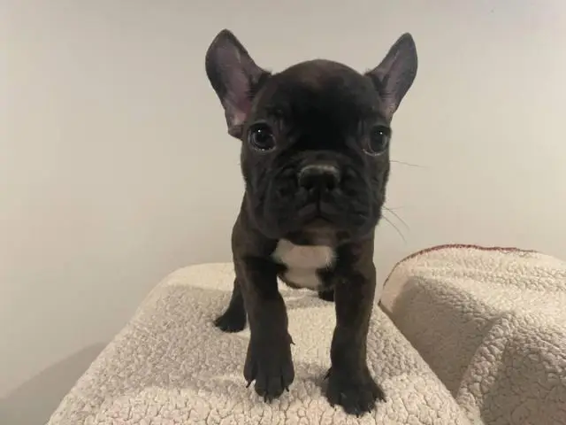 5 Frenchie puppies for sale - 9/11