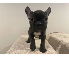 5 Frenchie puppies for sale - 9