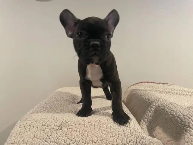 5 Frenchie puppies for sale - 10/11