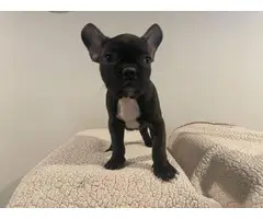 5 Frenchie puppies for sale - 10