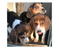 Tricolor little beagles looking for new homes