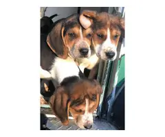 Tricolor little beagles looking for new homes - 2