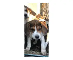 Tricolor little beagles looking for new homes - 3