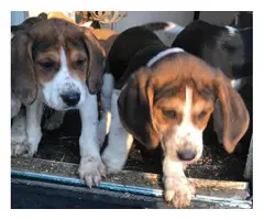 Tricolor little beagles looking for new homes - 4