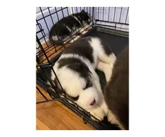 3 Husky puppies available - 2