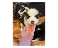 3 Husky puppies available - 4