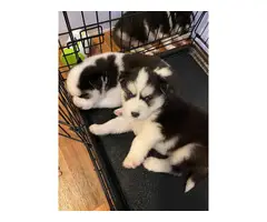 3 Husky puppies available - 6