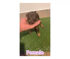 Two 8 weeks old Chocolate Chihuahua puppies for sale - 5