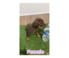 Two 8 weeks old Chocolate Chihuahua puppies for sale - 6